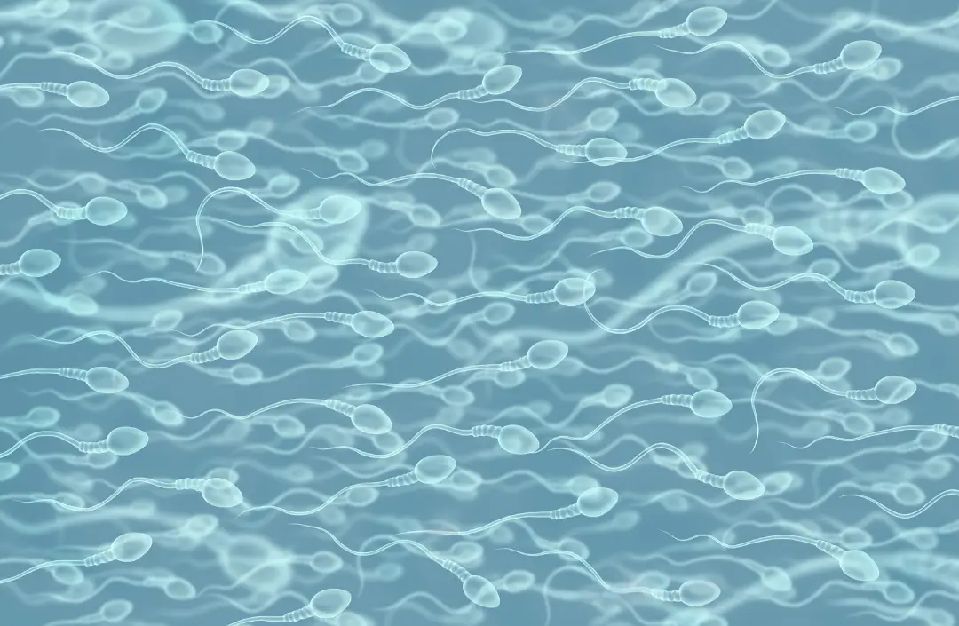 Spermatozoïdes et fragmentation de l'ADN
